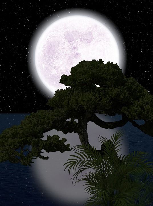 夜晚 月亮 植物 夜空 背景 星星 星空