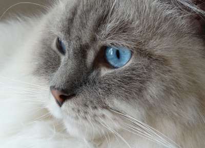 猫咪 远程访问 布娃娃 蓝色 眼睛 脸 猫咪 猫咪 猫咪 猫咪