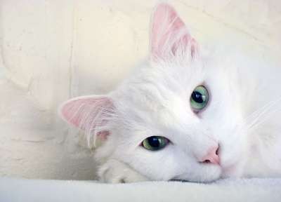 可爱的 猫 小的 动物 宠物 国内的 毛皮 哺乳动物