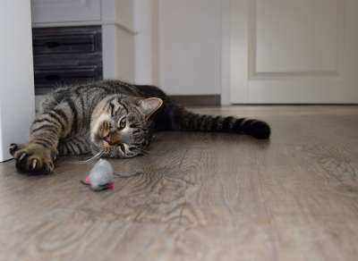 猫 动物 可爱的 家畜 房间 玩 鼠 爪子 爪