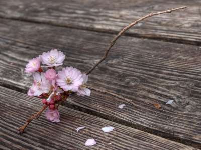 开花 花枝 春天 开花了 鲜花 分支 木头 木桌子 人类发展报告
