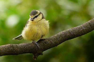 动物 鸟 山雀 蓝雀 Cyanistes 翅鸢 年轻 觅食 花园