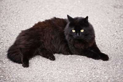 猫 动物 哺乳动物 生物 家猫 家畜 安哥拉猫 安哥拉 黑色的