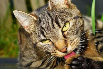 猫 女性 感觉良好 眼睛 魔术 头 猫脸 家猫 动物 家畜