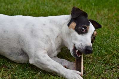 狗 杰克罗素 看 啃 骨 可爱 梗犬 动物