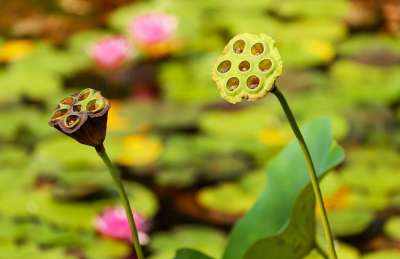 莲花 种荚 植物 莲子 种子 褪色 水生植物 池塘 自然 特写