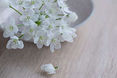 花 开花 白色的 白花 韭菜花 投标 春天 关闭