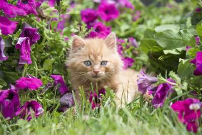 小猫 红色的 猫 猫宝宝 花