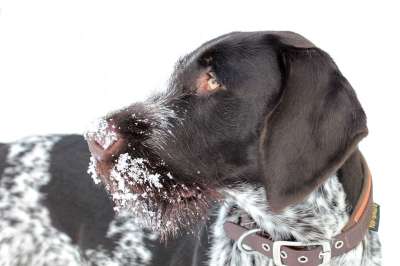 狗 动物 雪 德国电线的头发 德国线毛指针 指针 国内的 猎犬