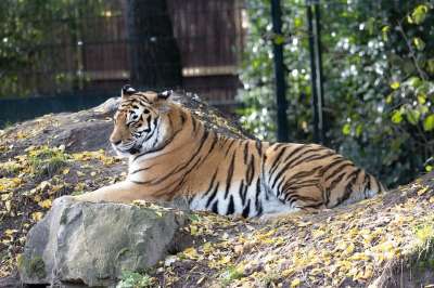 老虎 动物园 动物 捕食者 野生动物 野猫 猫 大猫