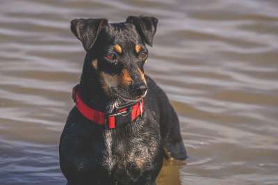 杰克罗素梗 品种的狗 狗 梗犬 俏皮的 棕色的 黑色的 家畜