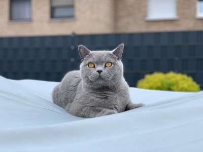宿醉 猫 可爱的 家畜 鲭鱼 动物 家猫 毛皮 舒适 肖像