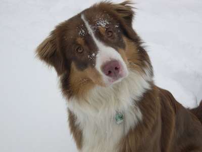 细心 雪 冬天 澳大利亚牧羊犬 家畜 寒冷的 毛皮 狗