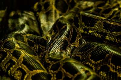 Python 爬虫 皮肤 猎人 野生动物 危险的 捕食者 睡觉