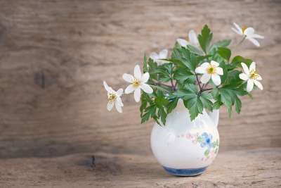 灌木海葵 毛茛科 海葵 Nemorosa 春天的花朵 大器晚成 开花