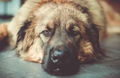 狗 国内动物 犬类 宠物 动物