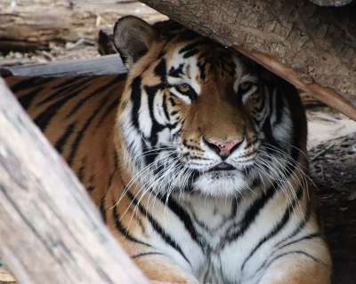 动物 老虎 动物园 猫科动物 哺乳动物 野生动物 野生动物摄影