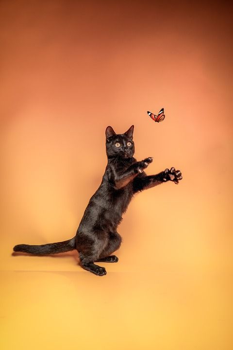 猫 宠物 蝴蝶 黑猫 动物 国内的 猫科动物 哺乳动物 照相馆