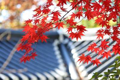 秋季 秋天的树叶 叶子 红色 屋顶 屋面瓦 传统 大韩民国