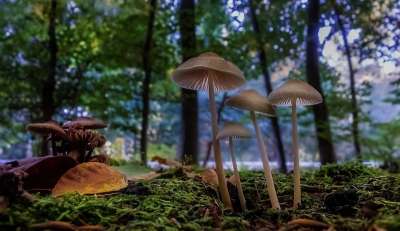 蘑菇 森林 落下 自然 苔藓 森林蘑菇 关闭