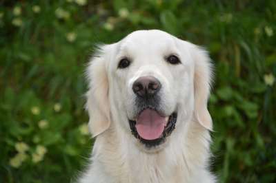狗 婊子莫利金毛猎犬 狗的援助 邪恶的人看到 美丽的婊子 可爱的