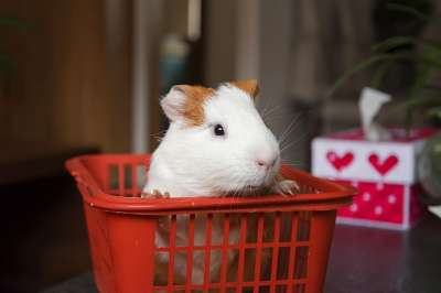 动物 宠物 豚鼠 荷兰猪 近摄