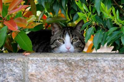 猫 Katzenkopf 猫脸 头 鲭鱼 家猫 家畜 年轻的猫