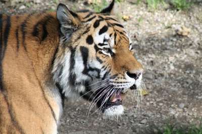 老虎 动物园 捕食者 野生动物 大猫
