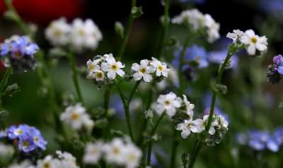 不要忘记我的 蓝色 白色的 花 湿的 雨 花园 春天 工厂