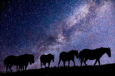 动物 马 野生 夜晚 星星 冬天 鬃毛 景观 牧场 自由 场