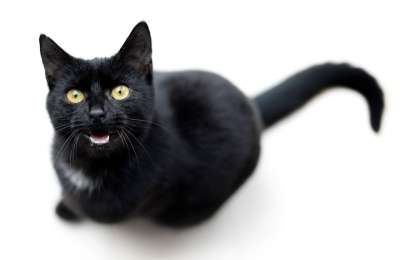 猫 黑色的 喵 孤立 单身的 动物 宠物 猫科动物 黑暗的