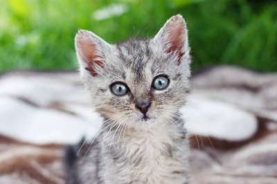 鹅毛笔 小猫 家庭成员 草 外部 灰色的 毛皮 宠物 一见钟情