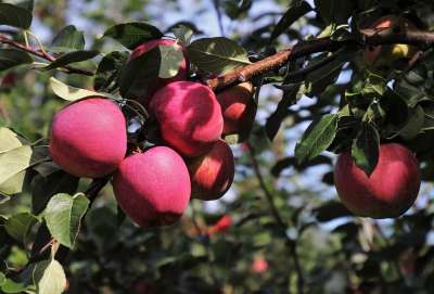 苹果 成熟 悲伤 红色的 新鲜的 生物 水果 维生素 花园