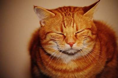 猫 宿醉 红色的 乐趣 可爱的 鲭鱼 老虎 舒适 动物 家猫