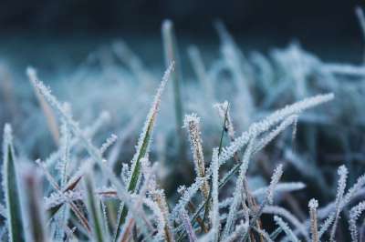 霜 自然 寒冷的 冻结 冬天 冰淇淋 成熟 草 绿色 草地
