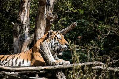 老虎 捕食者 动物 野生动物 大猫 自然 哺乳动物 食肉动物