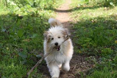 狗 狗运行棒 狗横 狗长长的头发 狗的国家的道路 伴侣 犬类 可爱