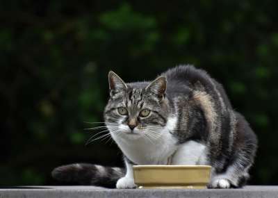 动物 猫 哺乳动物 物种 宠物 猫科动物 毛皮 胡须 小猫