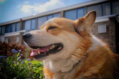 威尔士柯基犬 柯基犬 狗 肖像 宠物 动物 户外 放松 家庭