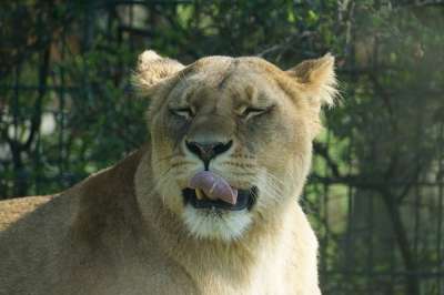 老虎 捕食者 野生动物 哺乳动物 狮子 猫 自然 动物园 虎猫