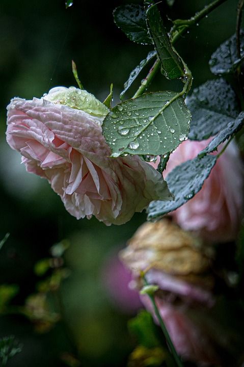 粉色的 玫瑰 雨 花朵 春天 自然 花园 花壁纸