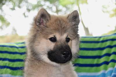 狗 年轻的狗 狗肖像 表达的狗 母狗 Eurasier 小狗