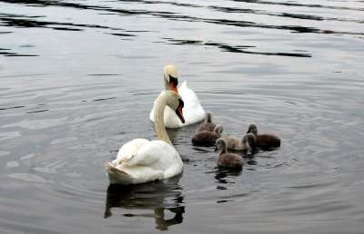 天鹅 Cygnets 家庭 水鸟 水 羽毛 游泳 白天鹅 自然