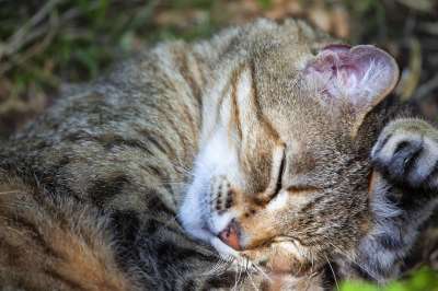 猫咪 动物医院 自然 哺乳动物 狮子 小猫 可爱的 毛皮