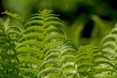 蕨类植物 叶子 植物 自然 观赏叶植物 绿色 蕨类植物 蕨类植物