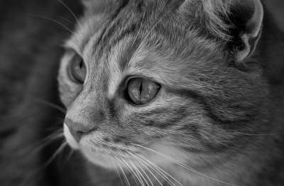 猫 宿醉 黑和白 可爱的 鲭鱼 老虎 舒适 动物 家猫 毛皮