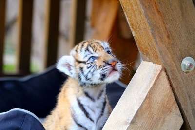 老虎 幼兽 小猫 可爱的 动物 猫
