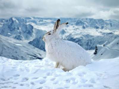 兔子 野兔 雪 冬天 冰 寒冷的 山 野生动物 户外的