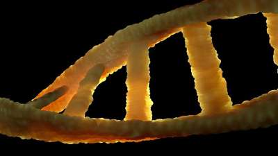 Dna 域名解析 生物学 遗产 双螺旋 分子 腺嘌呤 胸腺嘧啶