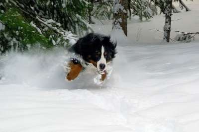跳跃 狗 伯恩山犬 冬天 雪 寒冷的 动物 犬类